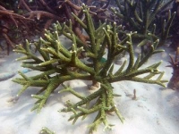 ปะการังสีเขียว