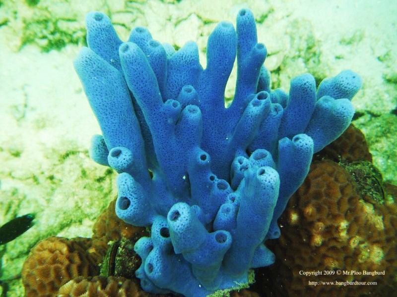 ปะการังสีฟ้า เกาะทะลุ